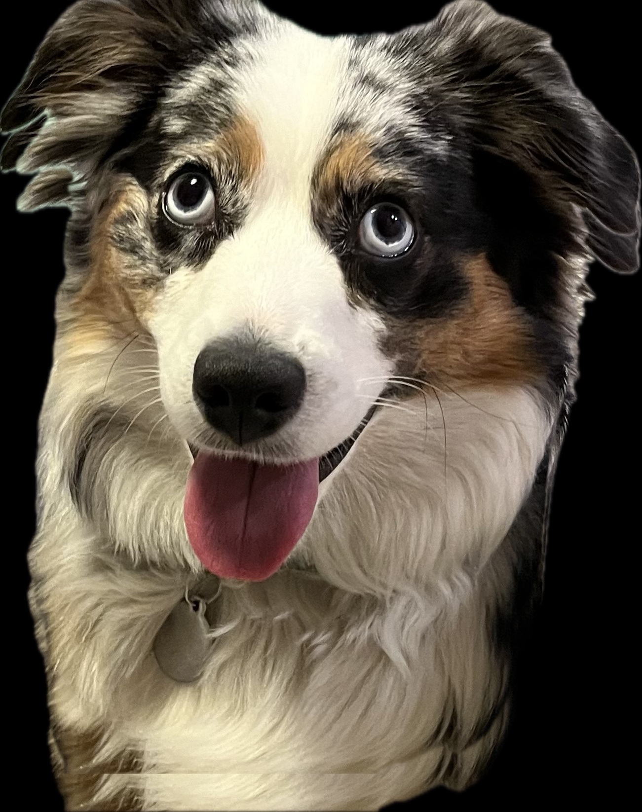 Tanga the Australian Shepherd