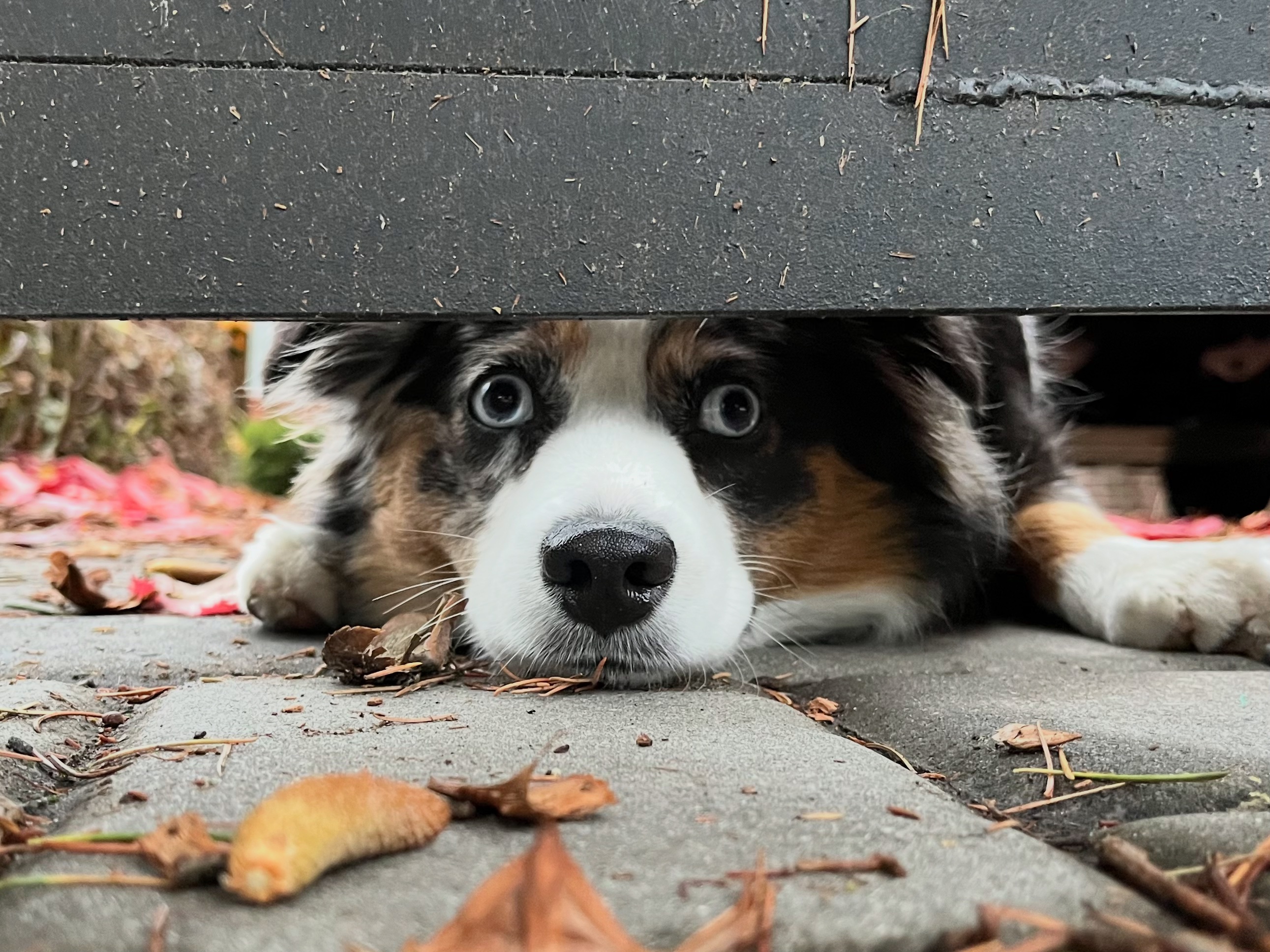 Tanga patrolling under the gate